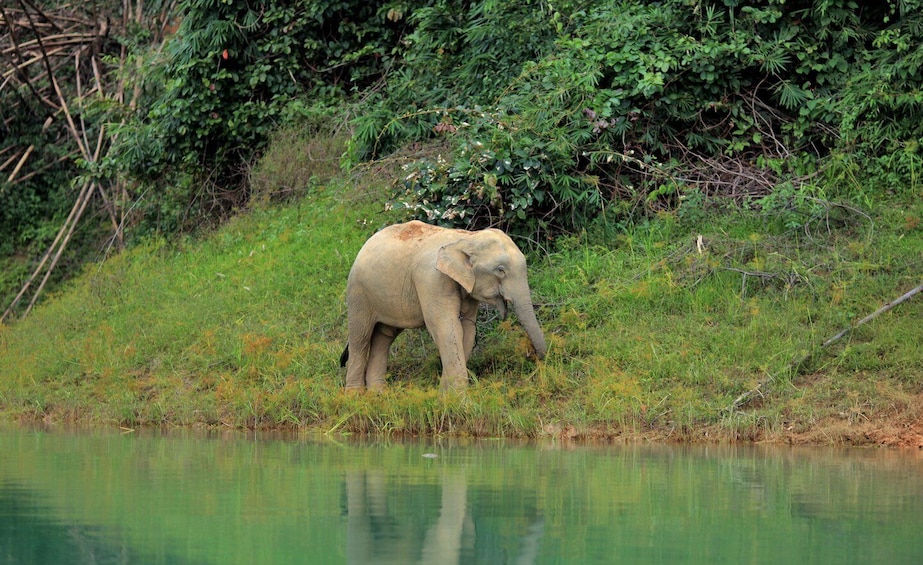 Picture 3 for Activity Khao Lak: Cheow Lan Lake Overnight Resort Stay with Meals