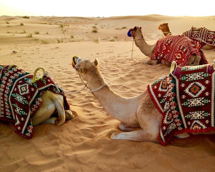 Picture 5 for Activity Doha: Combo Private Tour of Full Desert Safari + ATV Ride.