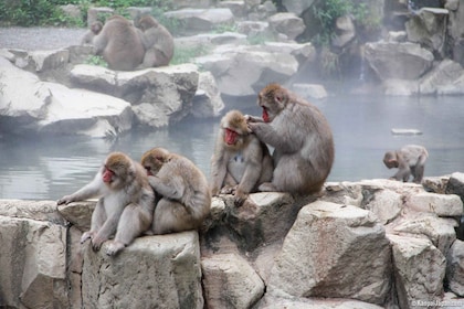 From Tokyo or Nagano: Jigokudani Snow Monkey park & Zenko-ji