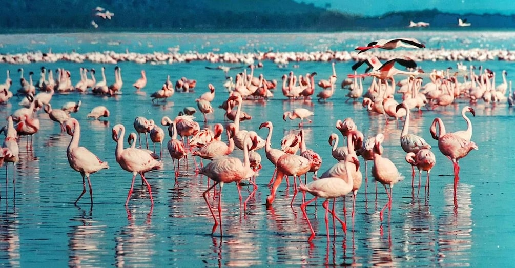 2 Day Lake Nakuru National Park Safari - Daily Departures