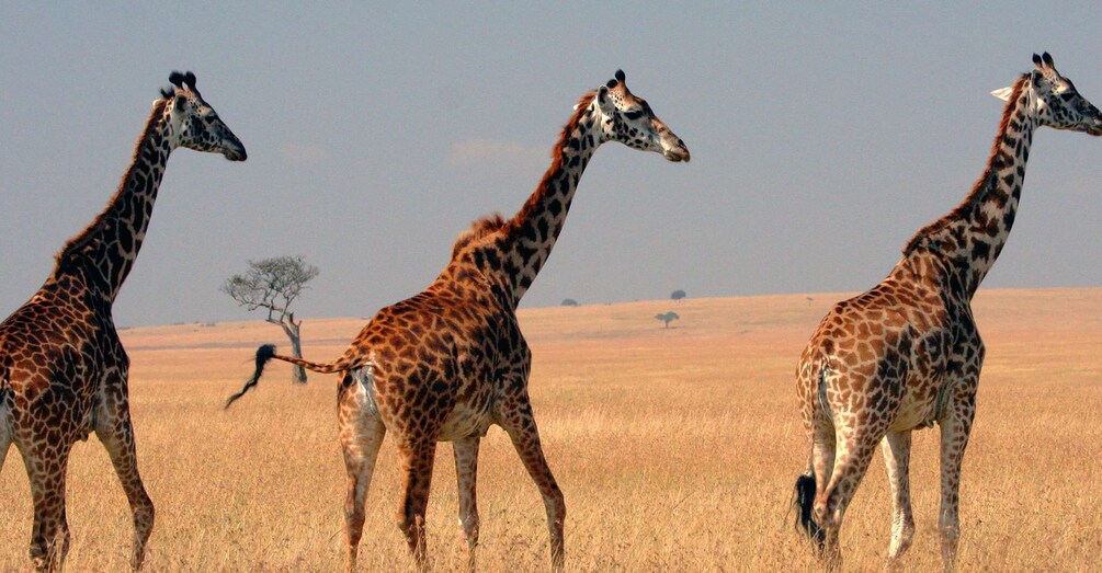 Picture 1 for Activity From Nairobi: 3-Day 2-Night Trip to Maasai Mara with Flight