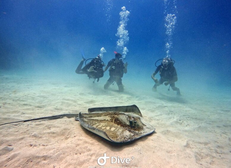 Picture 2 for Activity Bayahibe - PADI Open Water Course - Go Dive