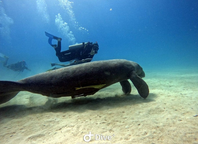 Picture 3 for Activity Bayahibe - PADI Open Water Course - Go Dive