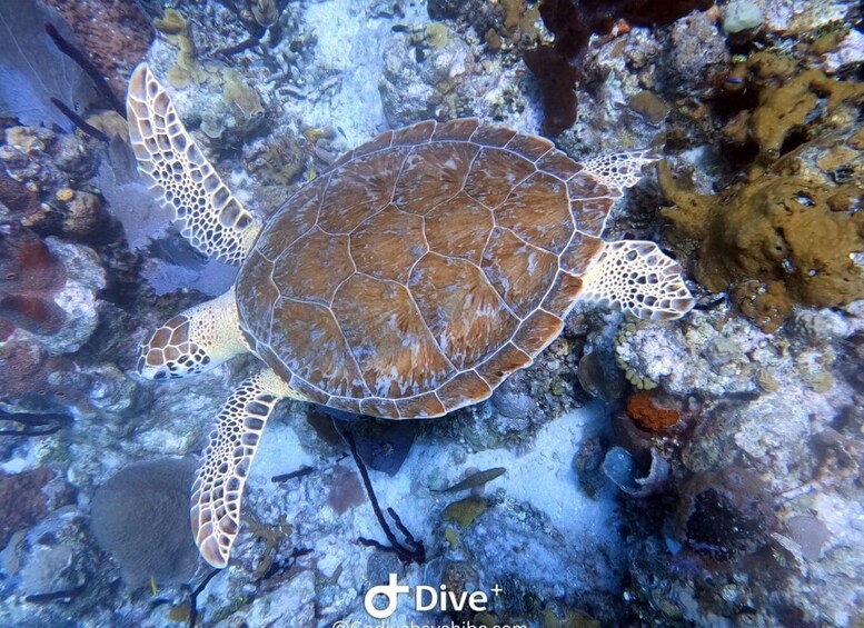 Picture 6 for Activity Bayahibe - PADI Open Water Course - Go Dive