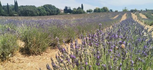 From Marseille: Customisable Private Day Tour of Provence