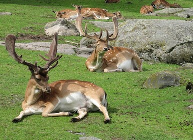 Gothenburg: Slottsskogen Park & Botanical Garden Tour