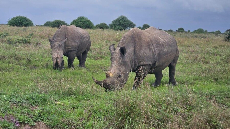 Picture 10 for Activity Nairobi: National Park, Elephant Orphanage & Giraffe Center