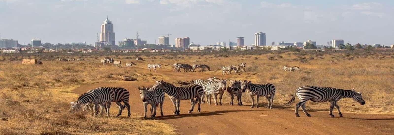 Picture 2 for Activity Nairobi: National Park, Elephant Orphanage & Giraffe Center