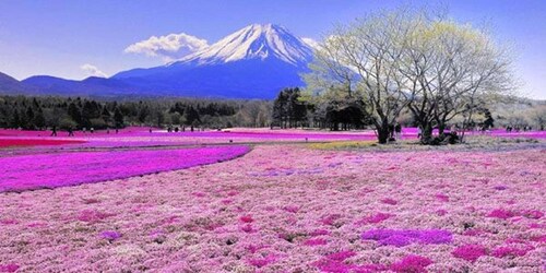 Från Tokyo: Dagsutflykt till Kawaguchi-sjön, repvägen, Fuji-berget