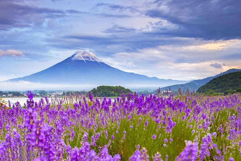 Picture 11 for Activity From Tokyo: Day Trip to Kawaguchi Lake, Rope way, Mount Fuji