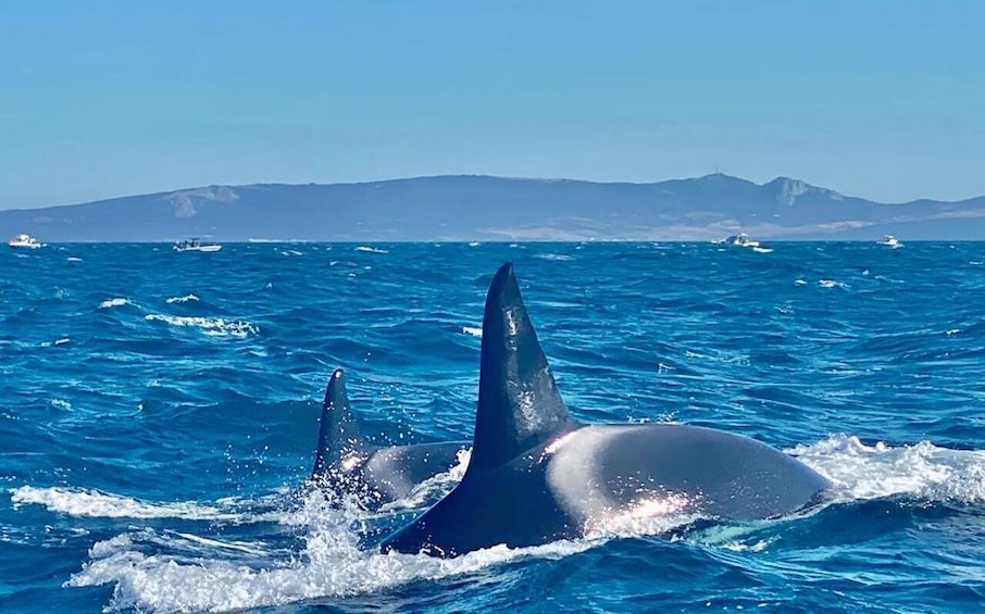 Picture 4 for Activity Barbate: Dolphin and Whale Watching in Cape Trafalgar