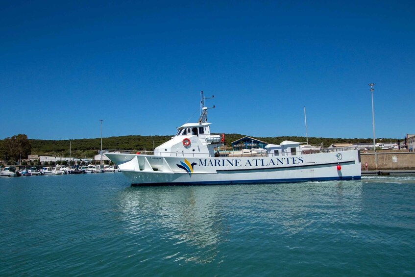 Picture 3 for Activity Barbate: Dolphin and Whale Watching in Cape Trafalgar