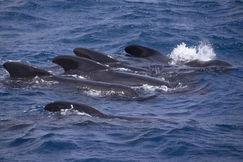 Picture 2 for Activity Barbate: Dolphin and Whale Watching in Cape Trafalgar