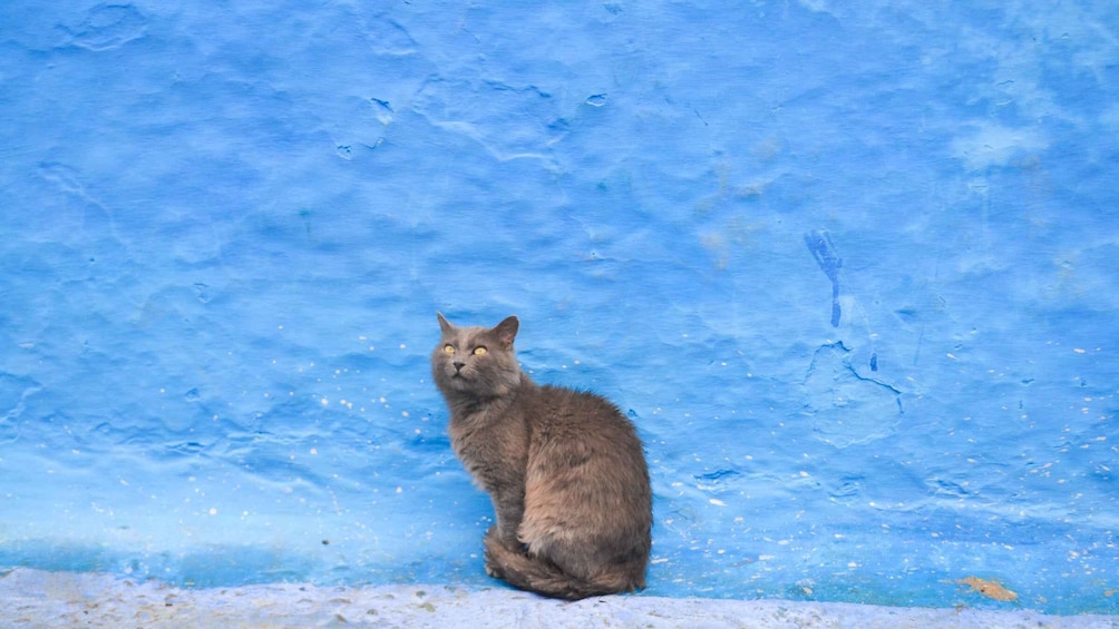 Picture 11 for Activity From Rabat: Full-Day Trip to the Blue City of Chefchaouen