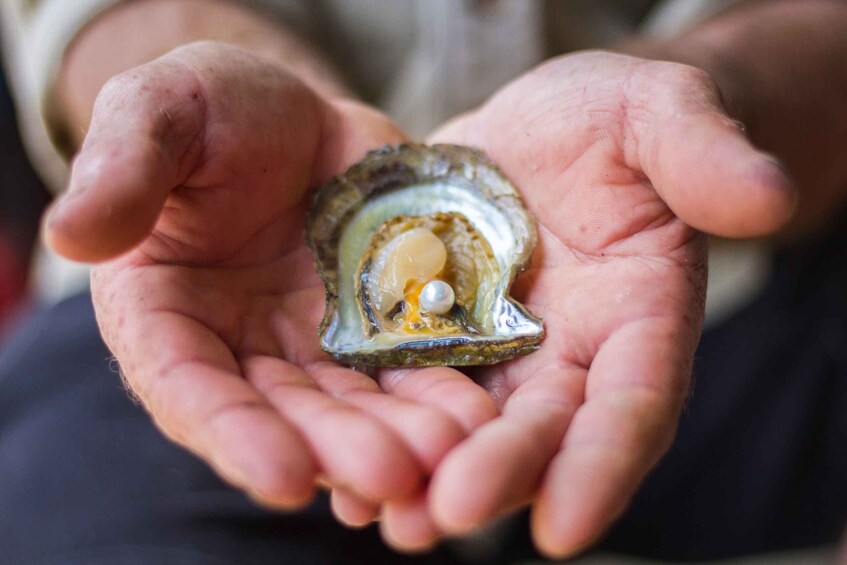 Secrets of Pearling at Broken Bay