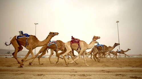 Doha: Faisal-museo ja kamelikilparadan kiertoajelu.