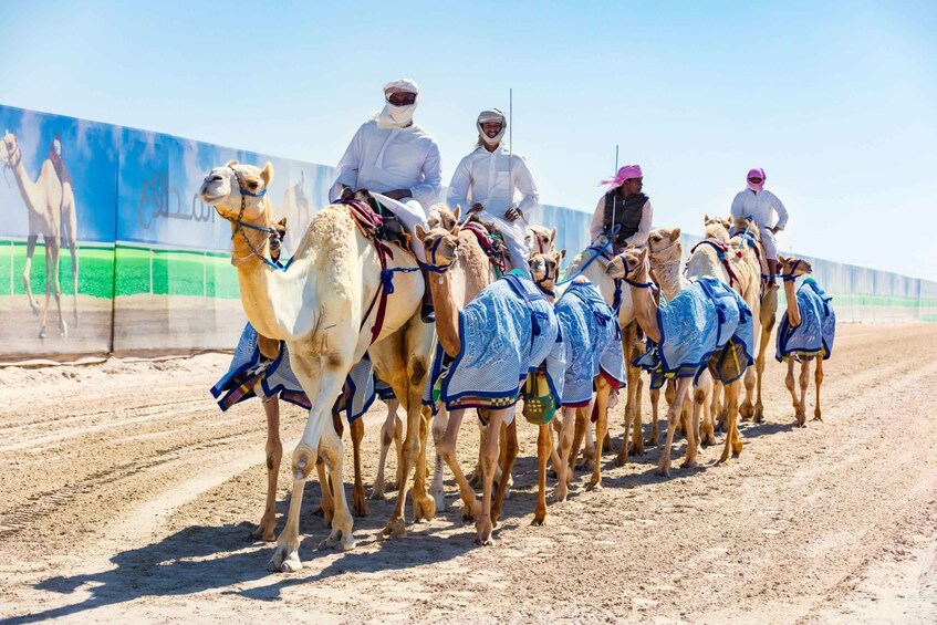 Picture 12 for Activity Doha: Sheikh Faisal Museum and Camel Racetrack Tour