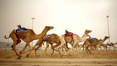 Doha: Sjeik Faisal-museet og omvisning på kamelbanen