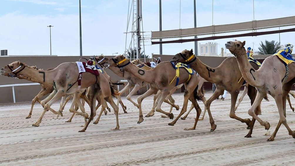 Picture 13 for Activity Doha: Sheikh Faisal Museum and Camel Racetrack Tour