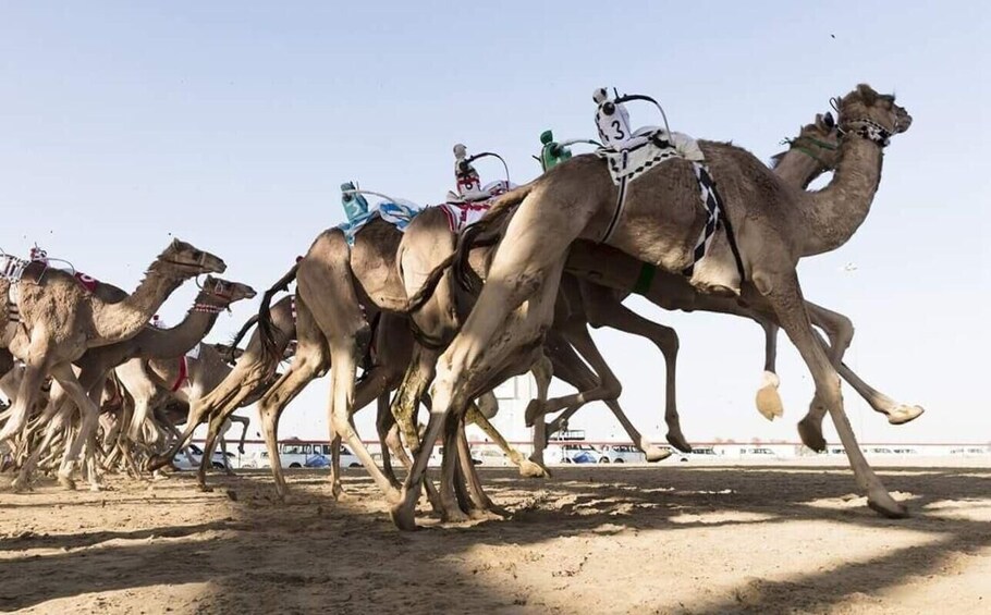 Picture 11 for Activity Doha: Sheikh Faisal Museum and Camel Racetrack Tour