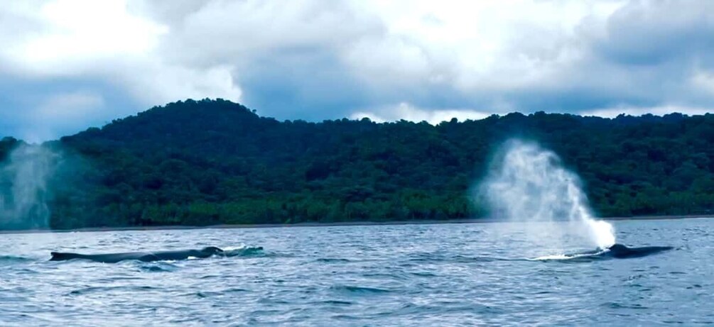 Picture 14 for Activity 4 Days Adventure; Medellin to Nuqui- Whales!!!