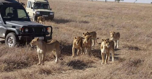 8 Days Maasai Mara- Serengeti 6 star Luxury flying safari