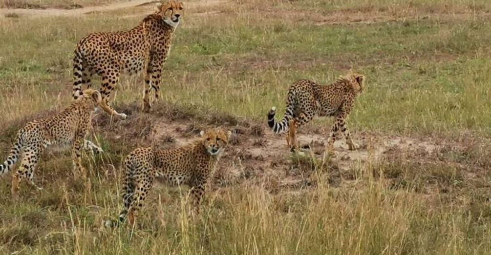 Picture 2 for Activity 8 Days Maasai Mara- Serengeti 6 star Luxury flying safari