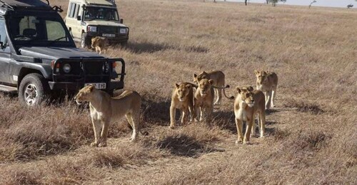 8 Days Maasai Mara- Serengeti 6 star Luxury flying safari