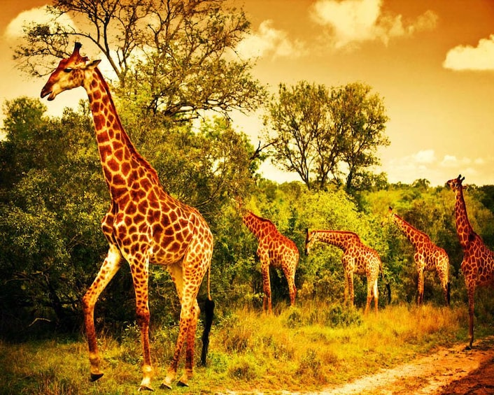 Picture 6 for Activity From Cape Town: 3 Days Kruger Safari & Panorama Route Tour