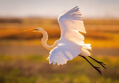 Savannah: Excursión ecológica en barco para avistar delfines al atardecer