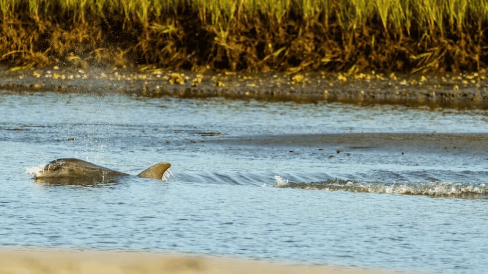 Picture 1 for Activity Savannah: Sunset Dolphin Watching Eco Tour by Boat