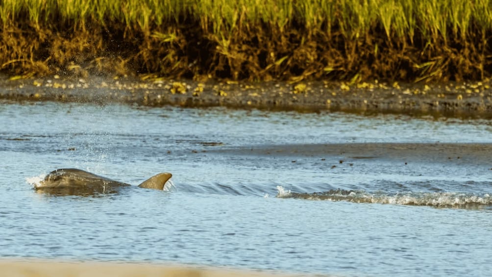 Picture 1 for Activity Savannah: Sunset Dolphin Watching Eco Tour by Boat