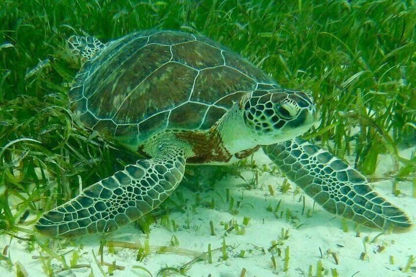 Rose Island Half-Day Snorkeling Cruise