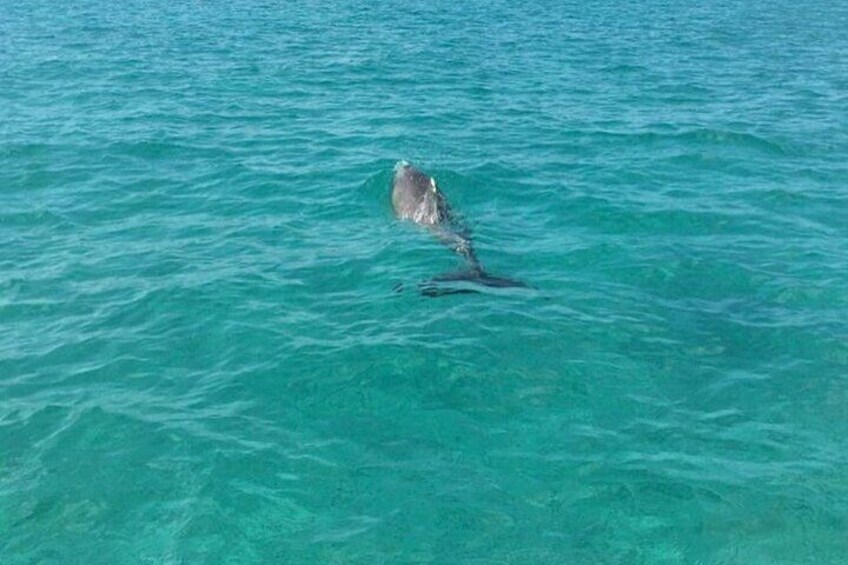 Half-Day Cruise of Rose Island with Snorkeling