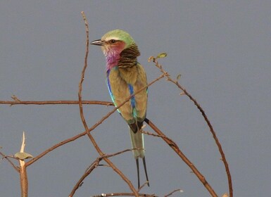 Victoria Falls: Private Birdwatching Safari near the town