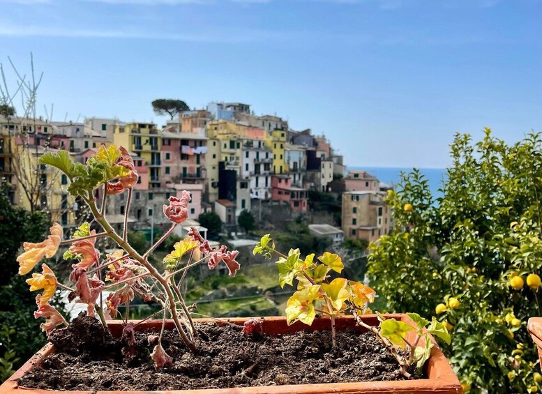 Picture 6 for Activity Cinqueterre Experience