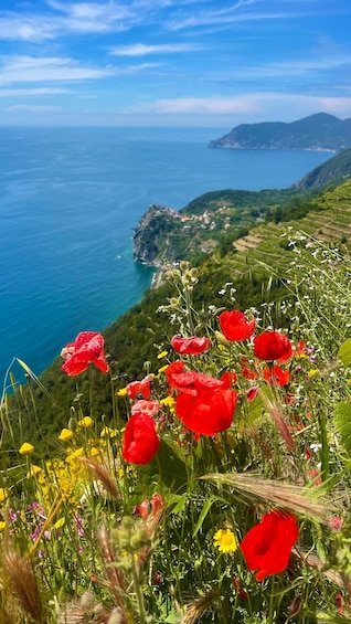 Picture 6 for Activity Cinqueterre Experience