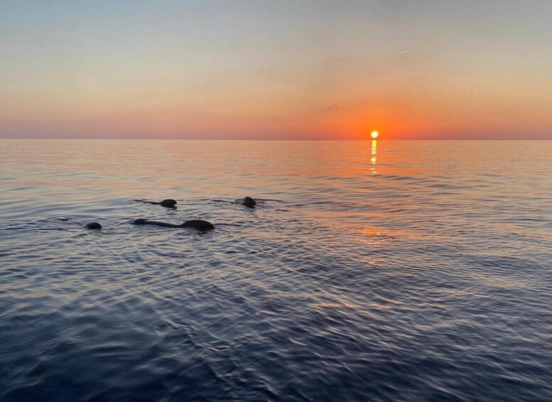 Picture 3 for Activity Scandola & Girolata return at sunset