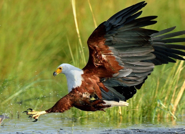 Picture 1 for Activity From Richards Bay: Guided St Lucia Estuary Boat Safari