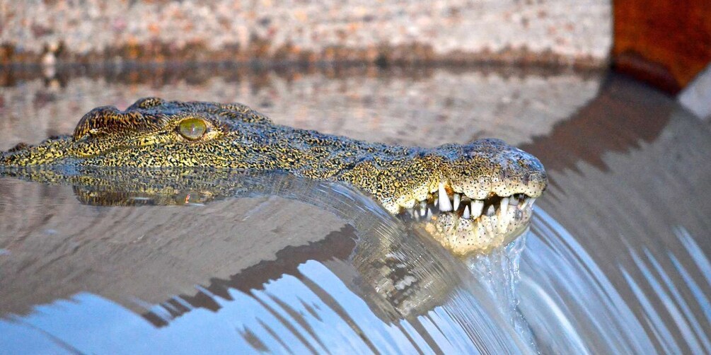 From Richards Bay: Guided St Lucia Estuary Boat Safari