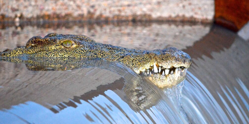 From Richards Bay: Guided St Lucia Estuary Boat Safari