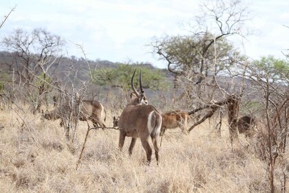 5 Days Tanzania Camping (budget) Safari