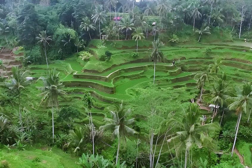 Picture 2 for Activity Ubud VW Safari Bali Tour