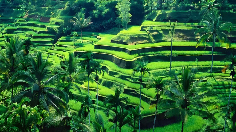Picture 8 for Activity Ubud VW Safari Bali Tour
