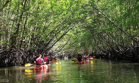Ko Lanta: Half-Day Mangrove Kayaking Tour with Lunch