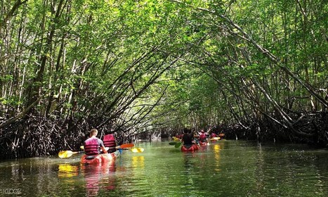 Ko Lanta : Excursion de kayak de mangrove d’une demi-journée avec déjeuner