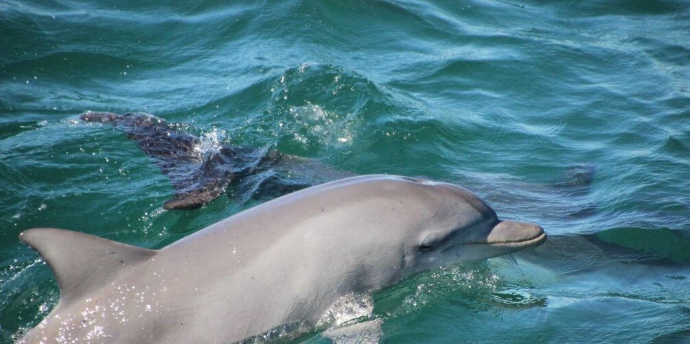 Picture 5 for Activity Sydney to Port Stephens: One day tour to Dolphin Wonderland