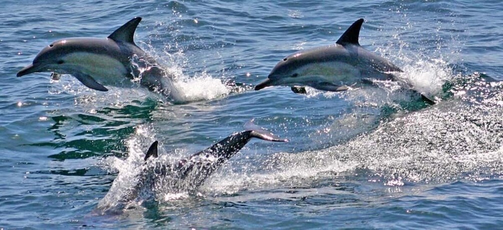 Picture 1 for Activity Sydney to Port Stephens: One day tour to Dolphin Wonderland