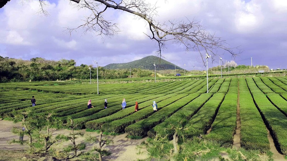 Picture 7 for Activity Jeju Premium Small Group UNESCO Day Tour - West