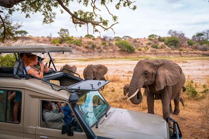 14 jours de safari au Kenya pour une lune de miel romantique